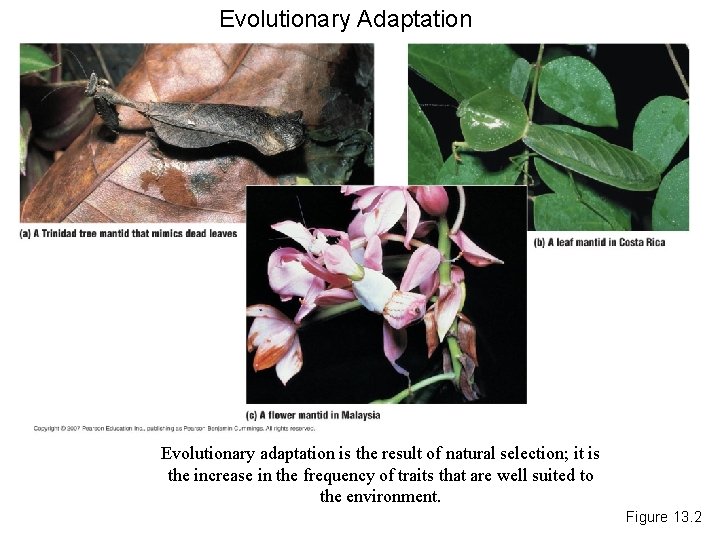 Evolutionary Adaptation Evolutionary adaptation is the result of natural selection; it is the increase