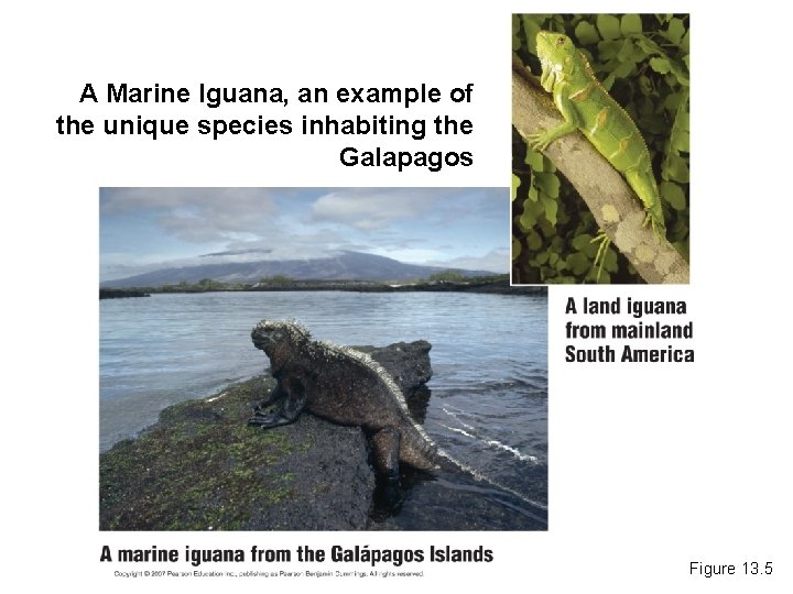 A Marine Iguana, an example of the unique species inhabiting the Galapagos Figure 13.