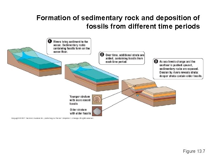 Formation of sedimentary rock and deposition of fossils from different time periods Figure 13.