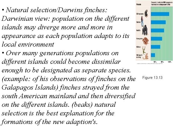  • Natural selection/Darwins finches: Darwinian view: population on the different islands may diverge