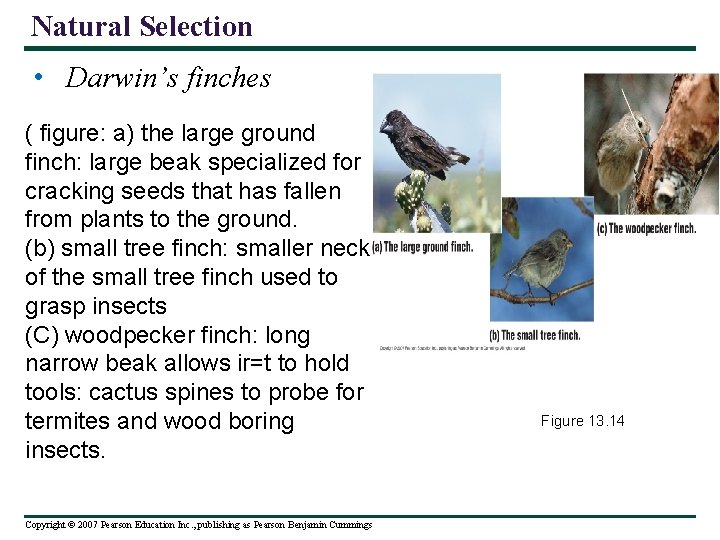 Natural Selection • Darwin’s finches ( figure: a) the large ground finch: large beak