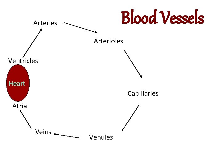 Blood Vessels Arteries Arterioles Ventricles Heart Capillaries Atria Veins Venules 