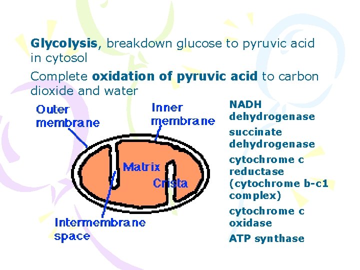 Glycolysis, breakdown glucose to pyruvic acid in cytosol Complete oxidation of pyruvic acid to