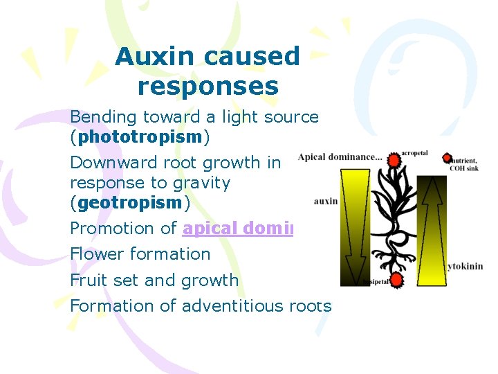 Auxin caused responses Bending toward a light source (phototropism) Downward root growth in response
