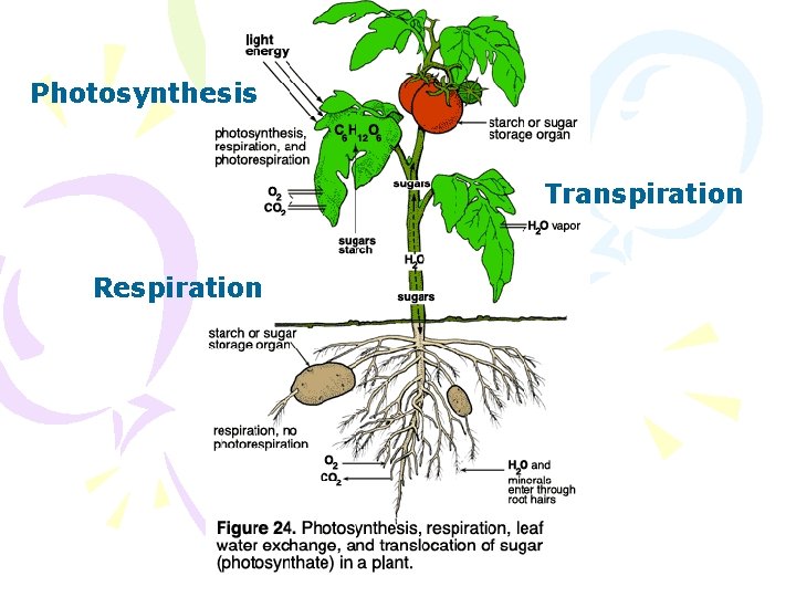 Photosynthesis Transpiration Respiration 