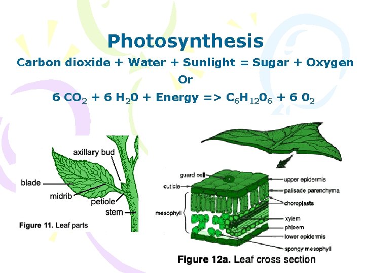 Photosynthesis Carbon dioxide + Water + Sunlight = Sugar + Oxygen Or 6 CO