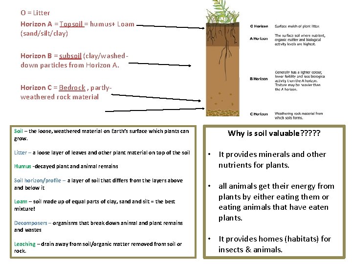 O = Litter Horizon A = Topsoil = humus+ Loam (sand/silt/clay) Horizon B =