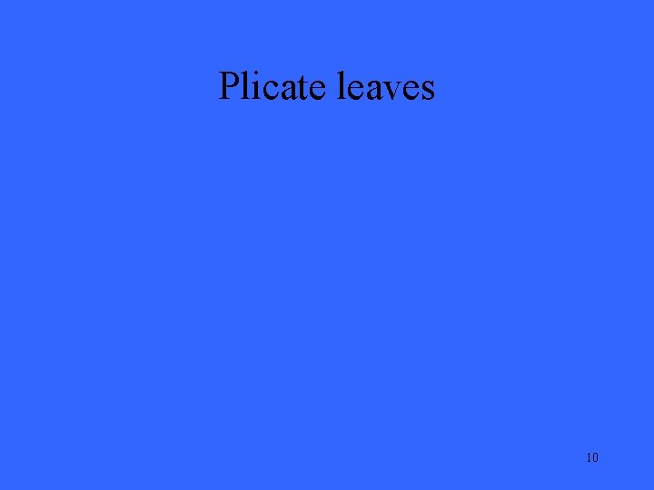 Plicate leaves 10 