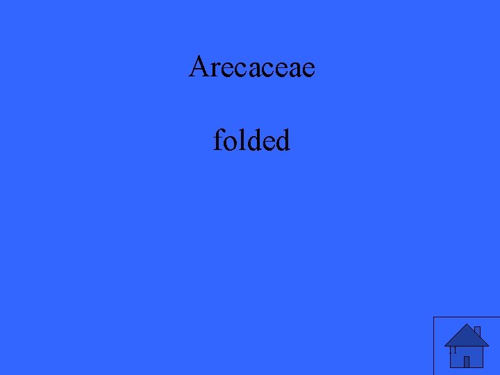 Arecaceae folded 11 