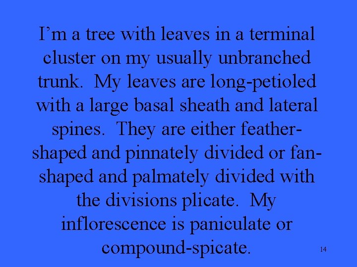 I’m a tree with leaves in a terminal cluster on my usually unbranched trunk.