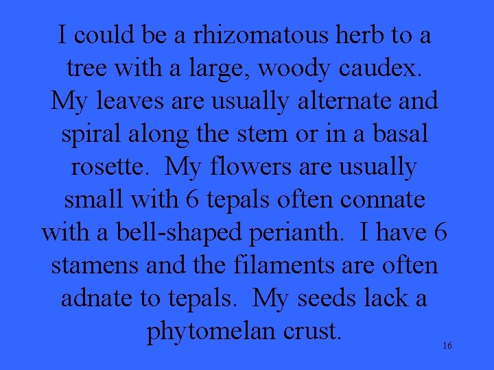I could be a rhizomatous herb to a tree with a large, woody caudex.