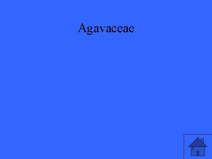 Agavaceae 19 