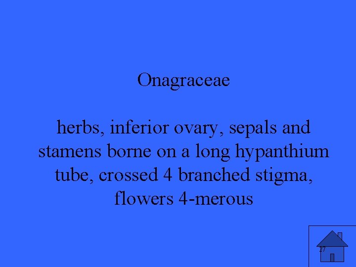 Onagraceae herbs, inferior ovary, sepals and stamens borne on a long hypanthium tube, crossed