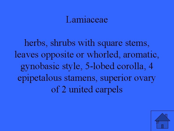 Lamiaceae herbs, shrubs with square stems, leaves opposite or whorled, aromatic, gynobasic style, 5
