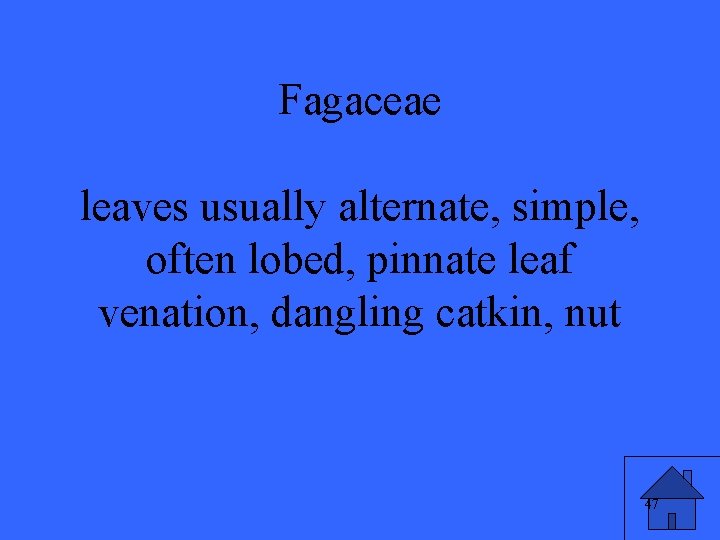 Fagaceae leaves usually alternate, simple, often lobed, pinnate leaf venation, dangling catkin, nut 47