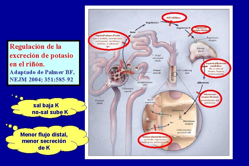 Regulación de la excreción de potasio en el riñón. Adaptado de Palmer BF, NEJM