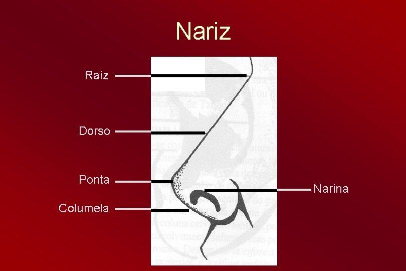 Nariz Raiz Dorso Ponta Columela Narina 