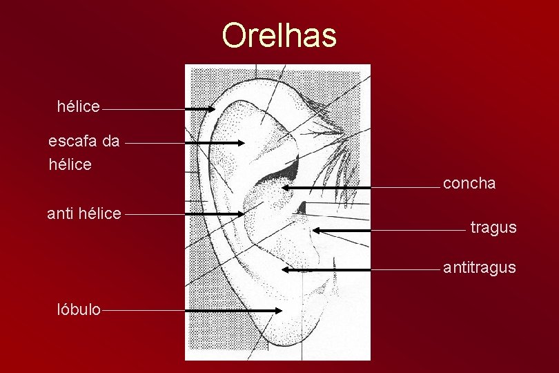 Orelhas hélice escafa da hélice anti hélice concha tragus antitragus lóbulo 