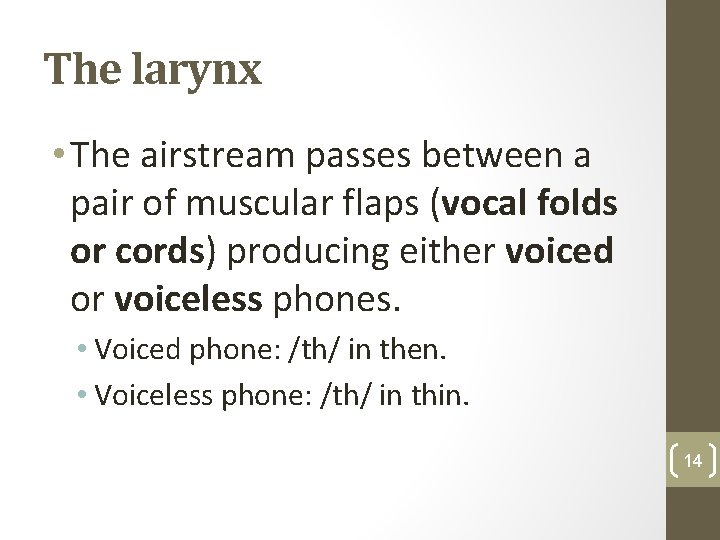 The larynx • The airstream passes between a pair of muscular flaps (vocal folds