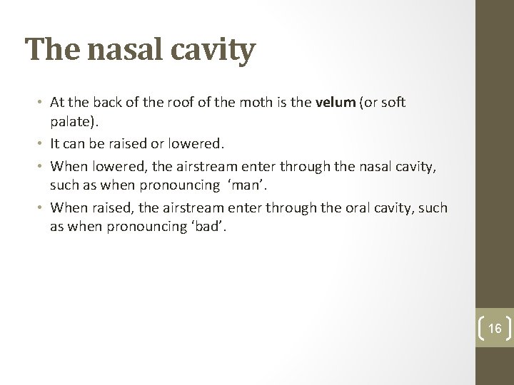 The nasal cavity • At the back of the roof of the moth is