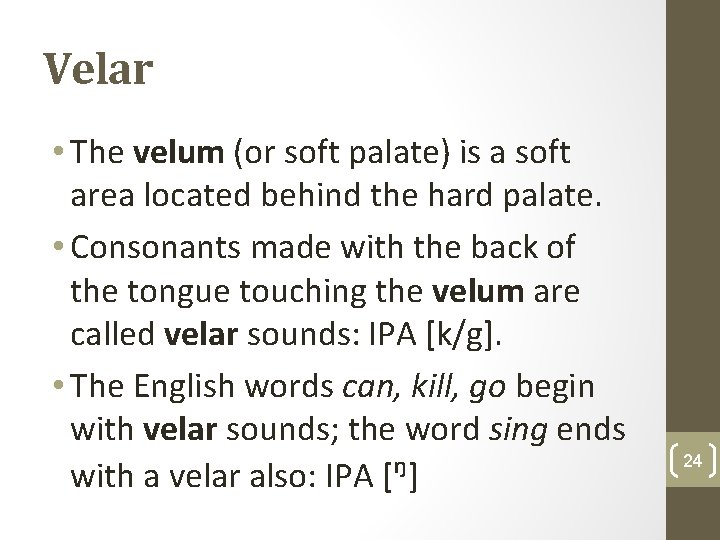 Velar • The velum (or soft palate) is a soft area located behind the