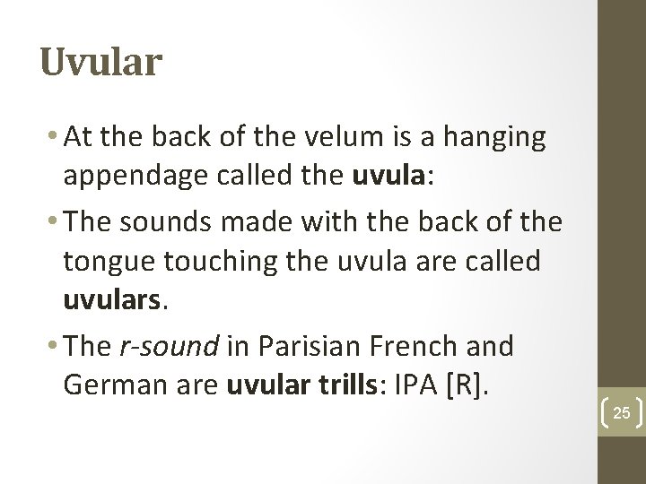 Uvular • At the back of the velum is a hanging appendage called the