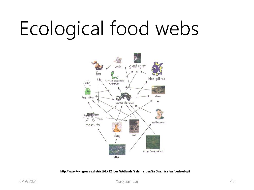 Ecological food webs http: //www. twingroves. district 96. k 12. il. us/Wetlands/Salamander/Sal. Graphics/salfoodweb. gif