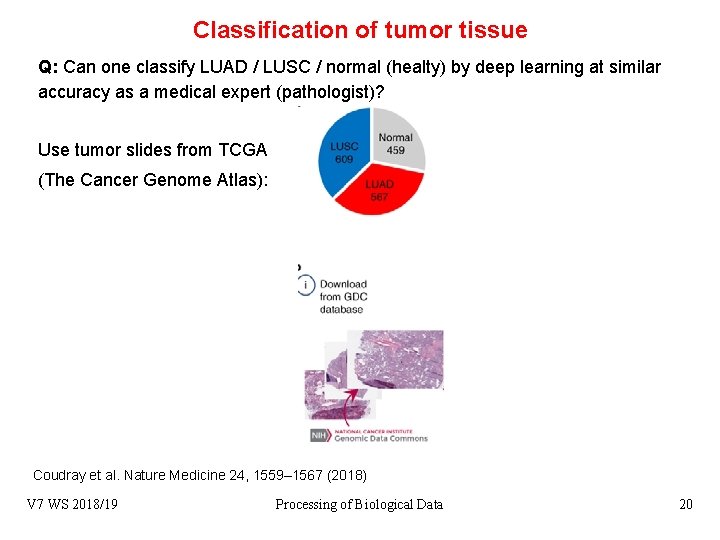 Classification of tumor tissue Q: Can one classify LUAD / LUSC / normal (healty)