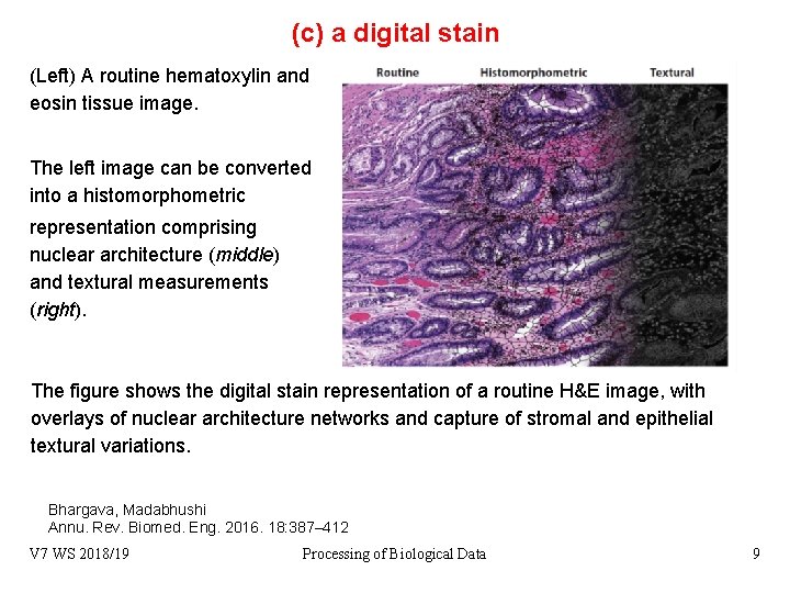 (c) a digital stain (Left) A routine hematoxylin and eosin tissue image. The left