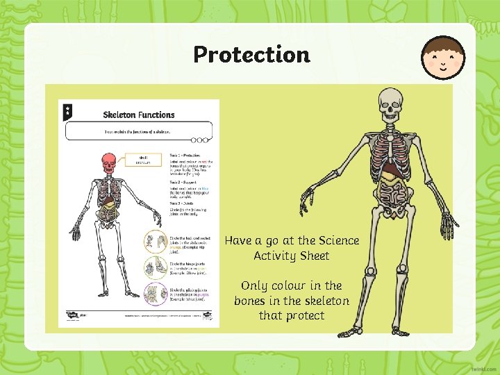 Protection Have a go at the Science Activity Sheet Only colour in the bones