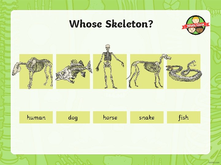 Whose Skeleton? human dog horse snake fish 