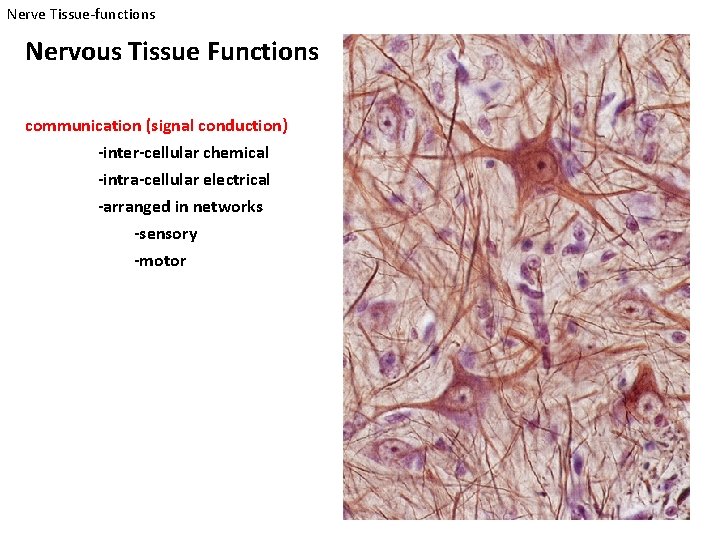 Nerve Tissue-functions Nervous Tissue Functions communication (signal conduction) -inter-cellular chemical -intra-cellular electrical -arranged in