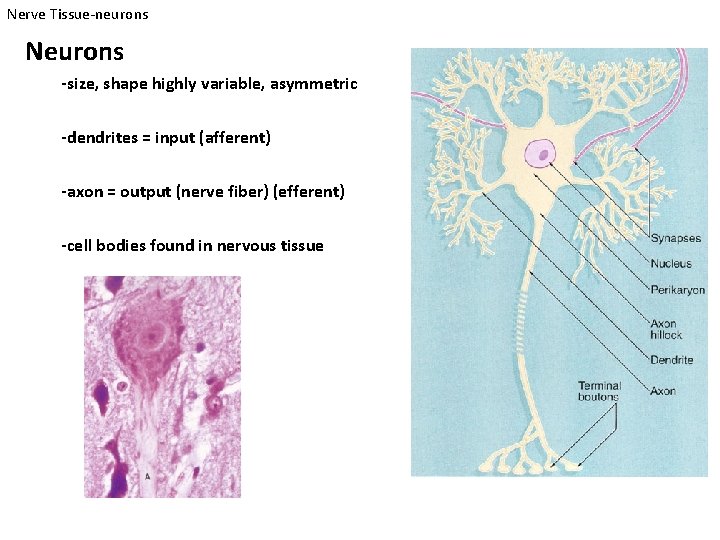 Nerve Tissue-neurons Neurons -size, shape highly variable, asymmetric -dendrites = input (afferent) -axon =