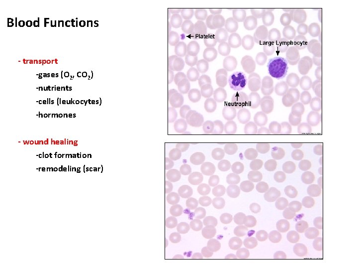 Blood Functions - transport -gases (O 2, CO 2) -nutrients -cells (leukocytes) -hormones -