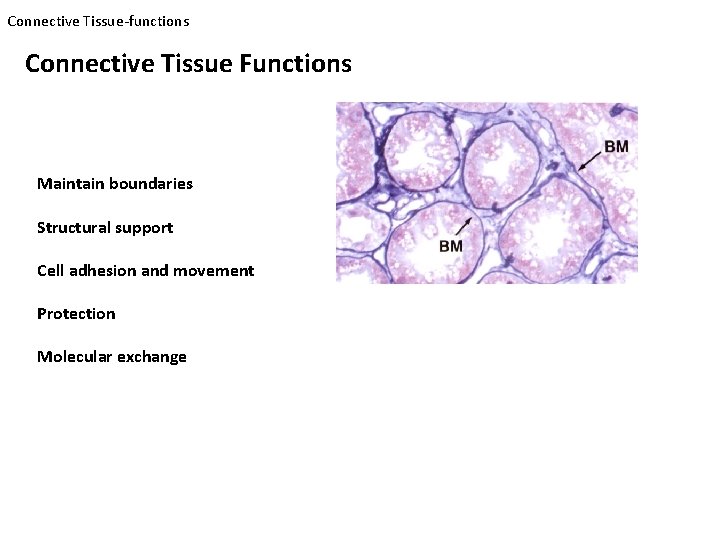 Connective Tissue-functions Connective Tissue Functions Maintain boundaries Structural support Cell adhesion and movement Protection