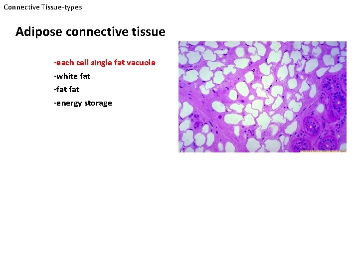 Connective Tissue-types Adipose connective tissue -each cell single fat vacuole -white fat -fat -energy