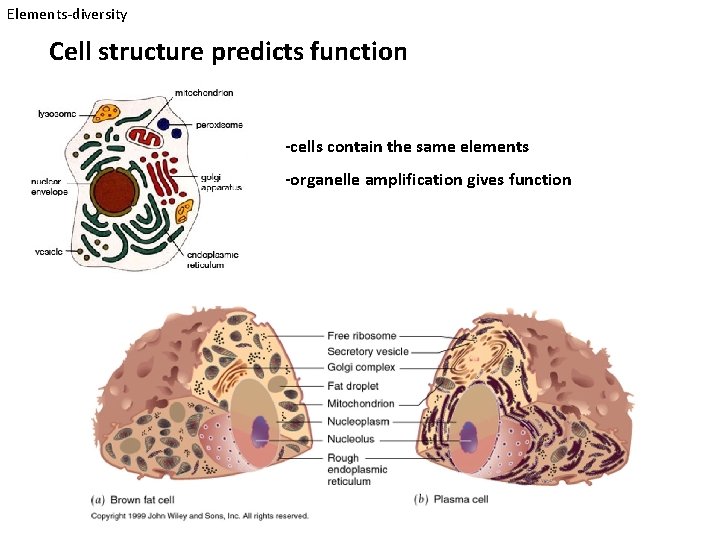 Elements-diversity Cell structure predicts function -cells contain the same elements -organelle amplification gives function