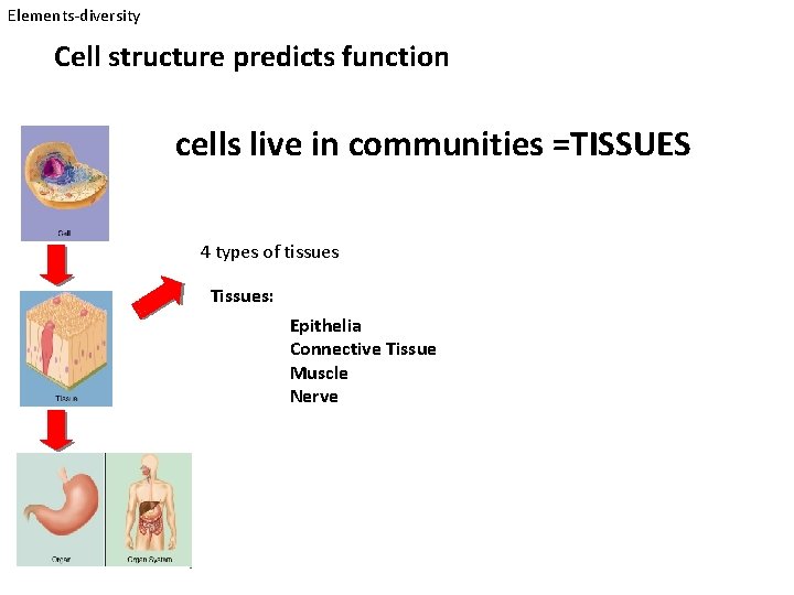 Elements-diversity Cell structure predicts function cells live in communities =TISSUES 4 types of tissues