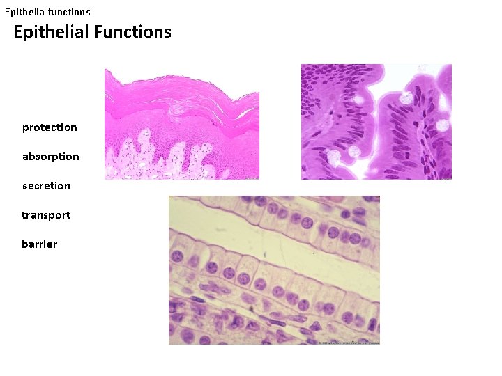 Epithelia-functions Epithelial Functions protection absorption secretion transport barrier 