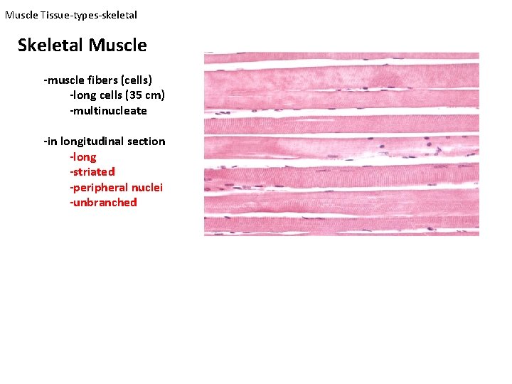 Muscle Tissue-types-skeletal Skeletal Muscle -muscle fibers (cells) -long cells (35 cm) -multinucleate -in longitudinal