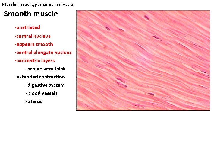 Muscle Tissue-types-smooth muscle Smooth muscle -unstriated -central nucleus -appears smooth -central elongate nucleus -concentric