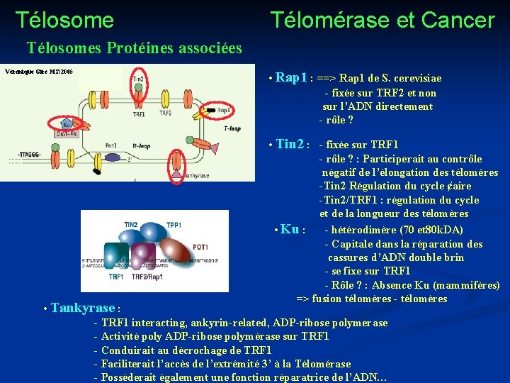 Télosome Télomérase et Cancer Télosomes Protéines associées Véronique Gire MS/2005 • Rap 1 :