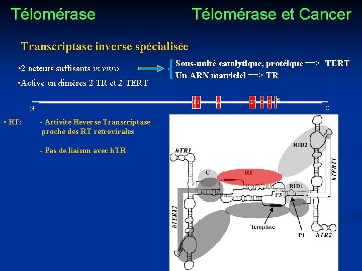 Télomérase et Cancer Transcriptase inverse spécialisée • 2 acteurs suffisants in vitro • Active