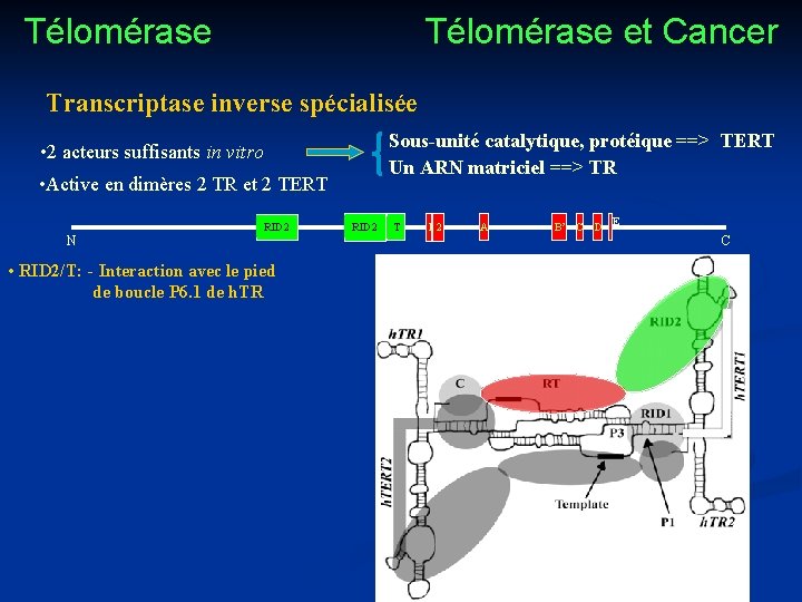 Télomérase et Cancer Transcriptase inverse spécialisée Sous-unité catalytique, protéique ==> TERT Un ARN matriciel