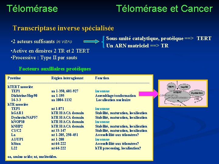 Télomérase et Cancer Transcriptase inverse spécialisée • 2 acteurs suffisants in vitro • Active