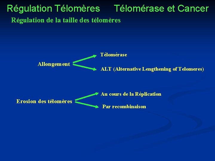 Régulation Télomères Télomérase et Cancer Régulation de la taille des télomères Télomérase Allongement ALT