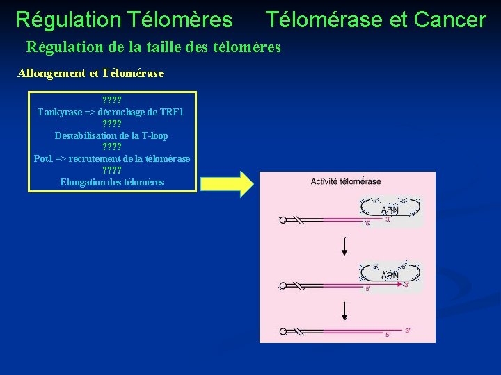 Régulation Télomères Télomérase et Cancer Régulation de la taille des télomères Allongement et Télomérase