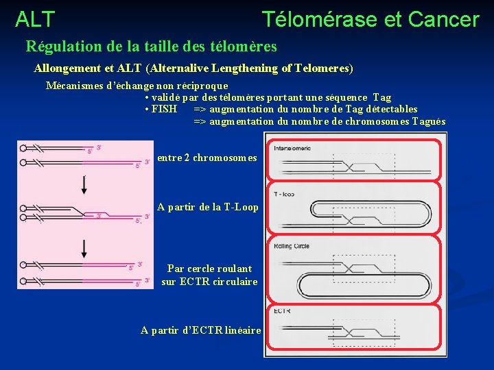 ALT Télomérase et Cancer Régulation de la taille des télomères Allongement et ALT (Alternalive