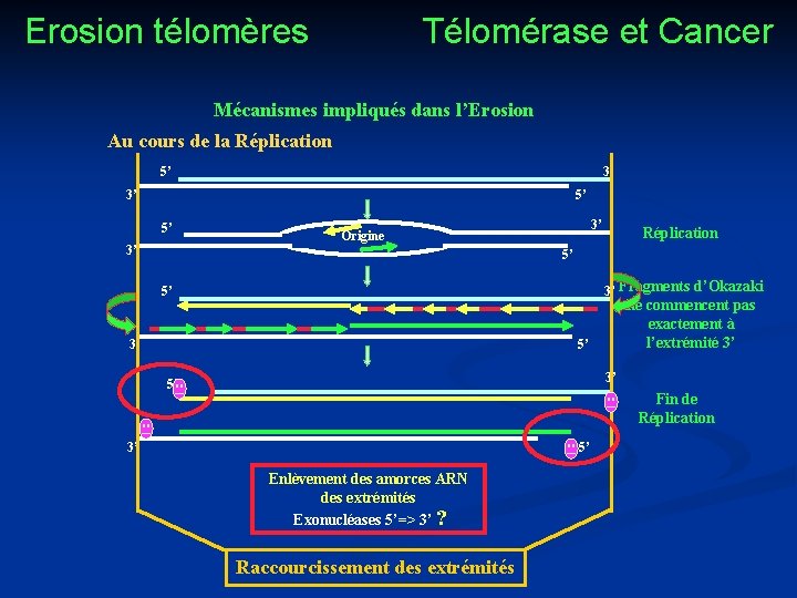 Erosion télomères Télomérase et Cancer Mécanismes impliqués dans l’Erosion Au cours de la Réplication