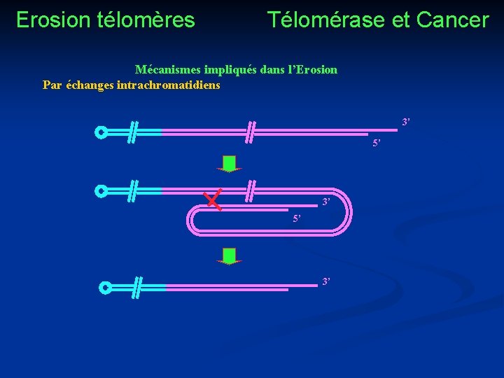 Erosion télomères Télomérase et Cancer Mécanismes impliqués dans l’Erosion Par échanges intrachromatidiens 3’ 5’